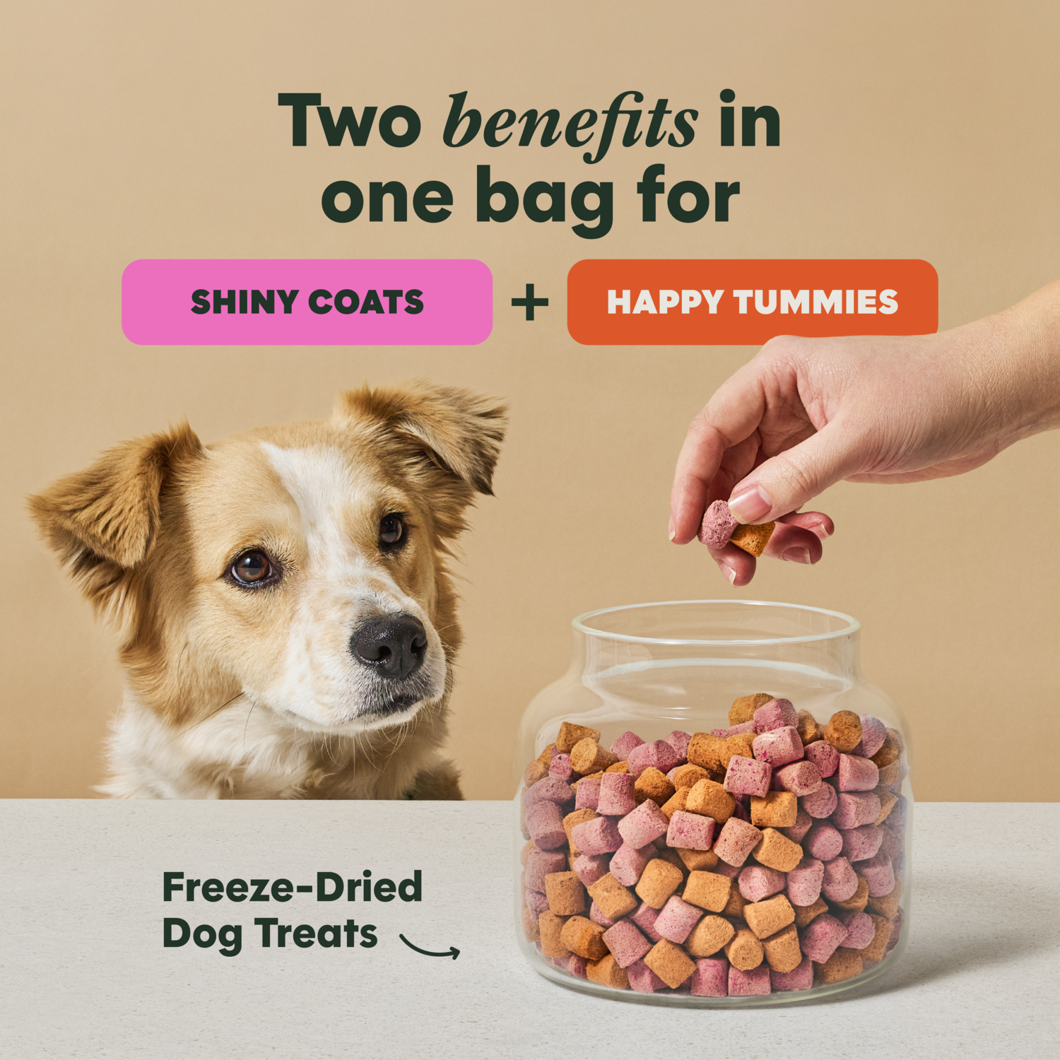 Instinct Duos Beautiful Inside & Out 2:1 Skin & Coat + Gut Health Freeze-Dried Dog Treats, 4-Oz