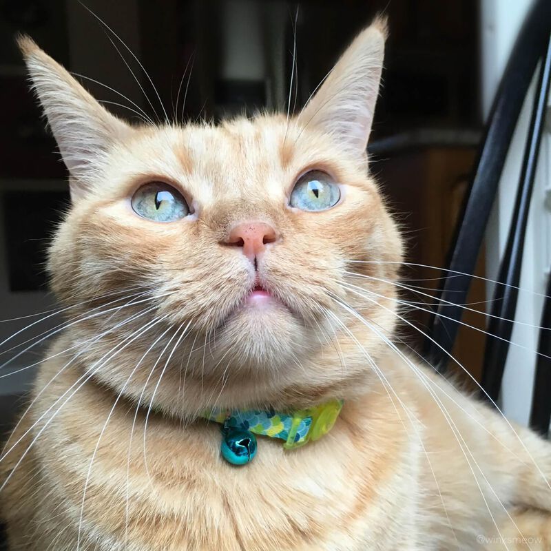 Coastal Pet Safe Cat Fashion Adjustable Breakaway Cat Collar, Lime Teal Scales, 3/8"X8" 12"