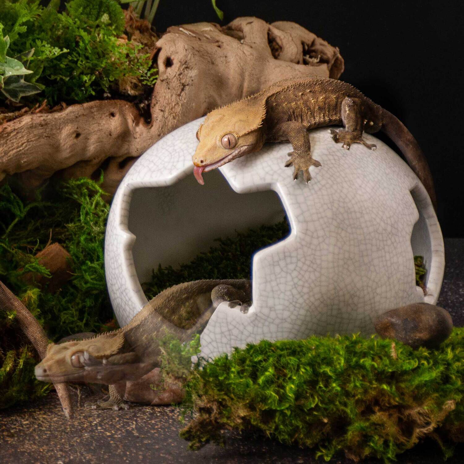 Gal&aacute;pagos Egg Reptile Hideout, Ceramic, Medium, 6 X 5In
