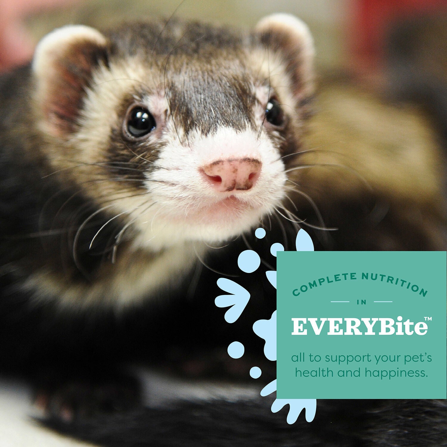 Oxbow Essentials Ferret Diet 4 Lb Food
