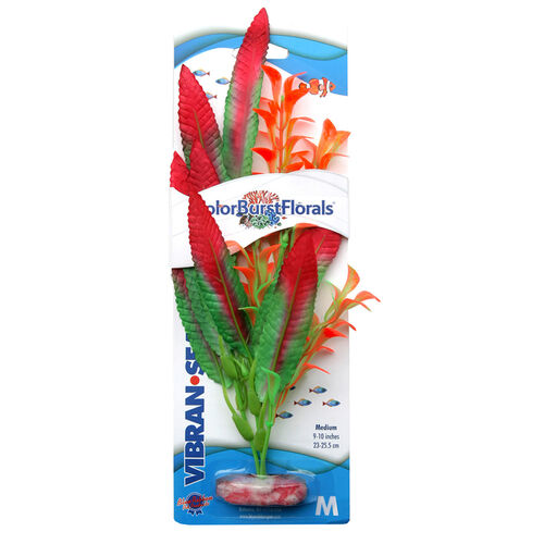 Color Burst Florals Crispus Red Medium Aquarium Plant