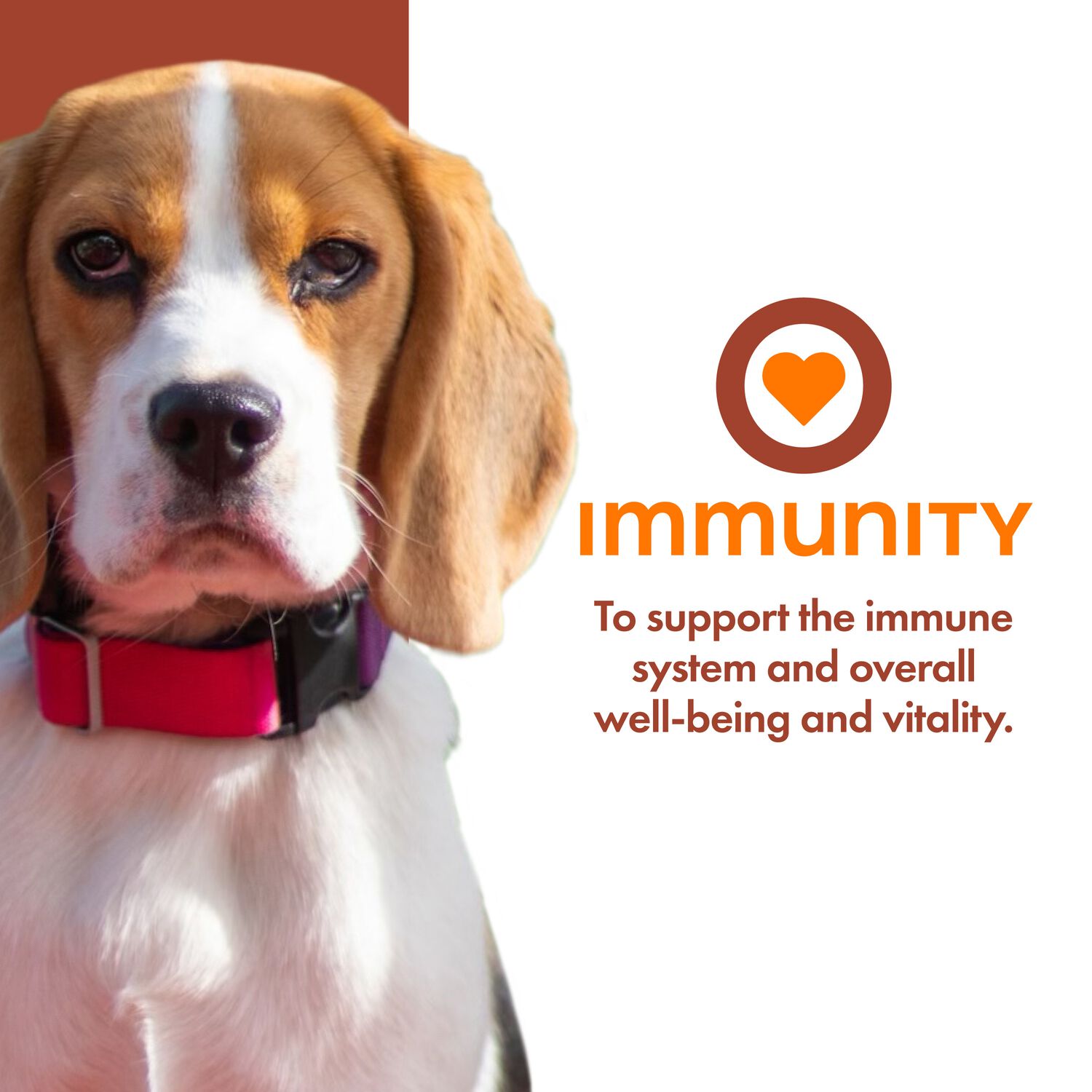 Fromm Nutritionals Immunity Supplement Pate Wet Dog Food, 13-Oz Can