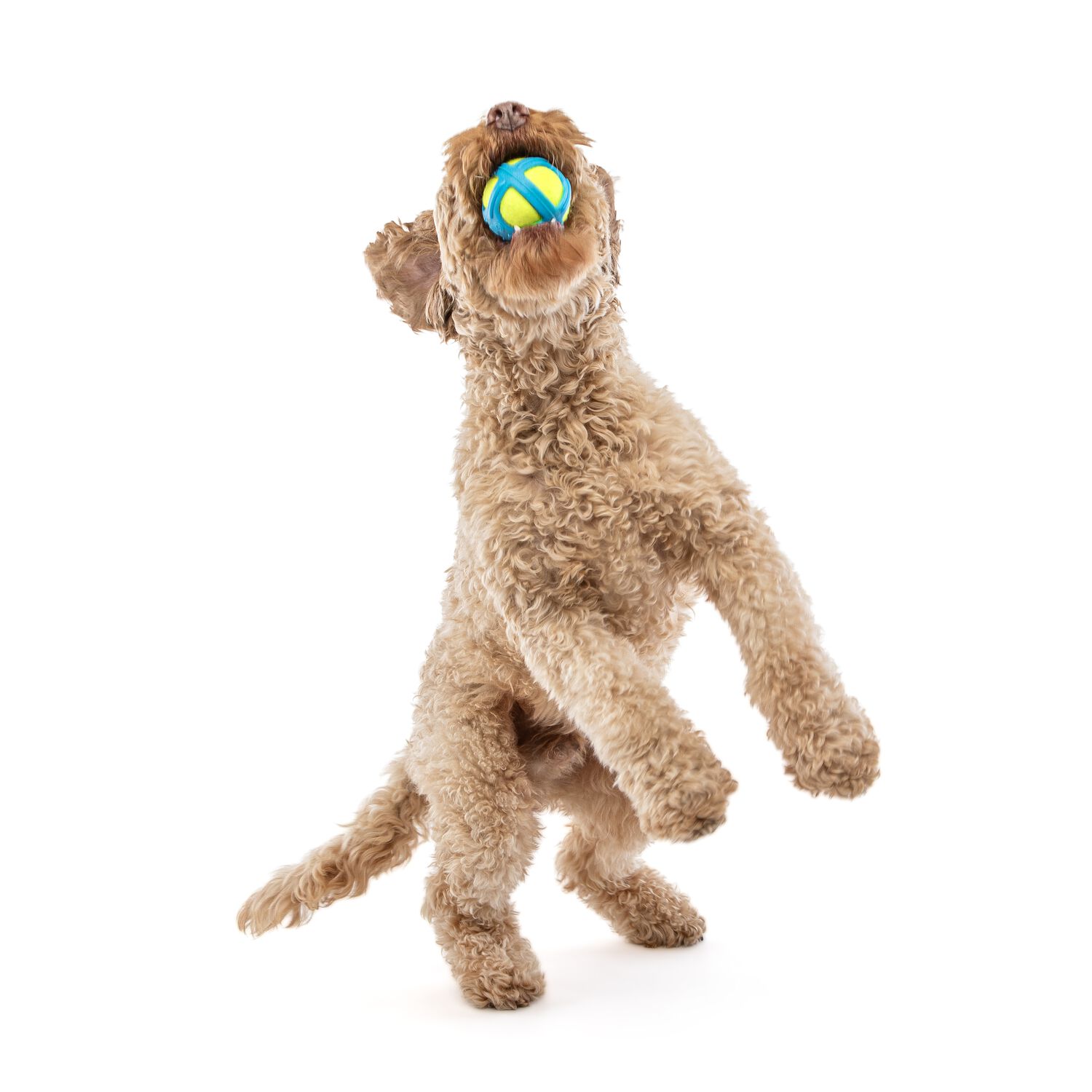 Guru Tennis Max Ball Dog Toy, Large