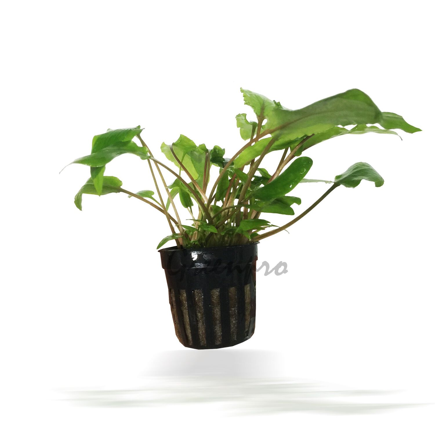 C. Wendti-Greennze Potted