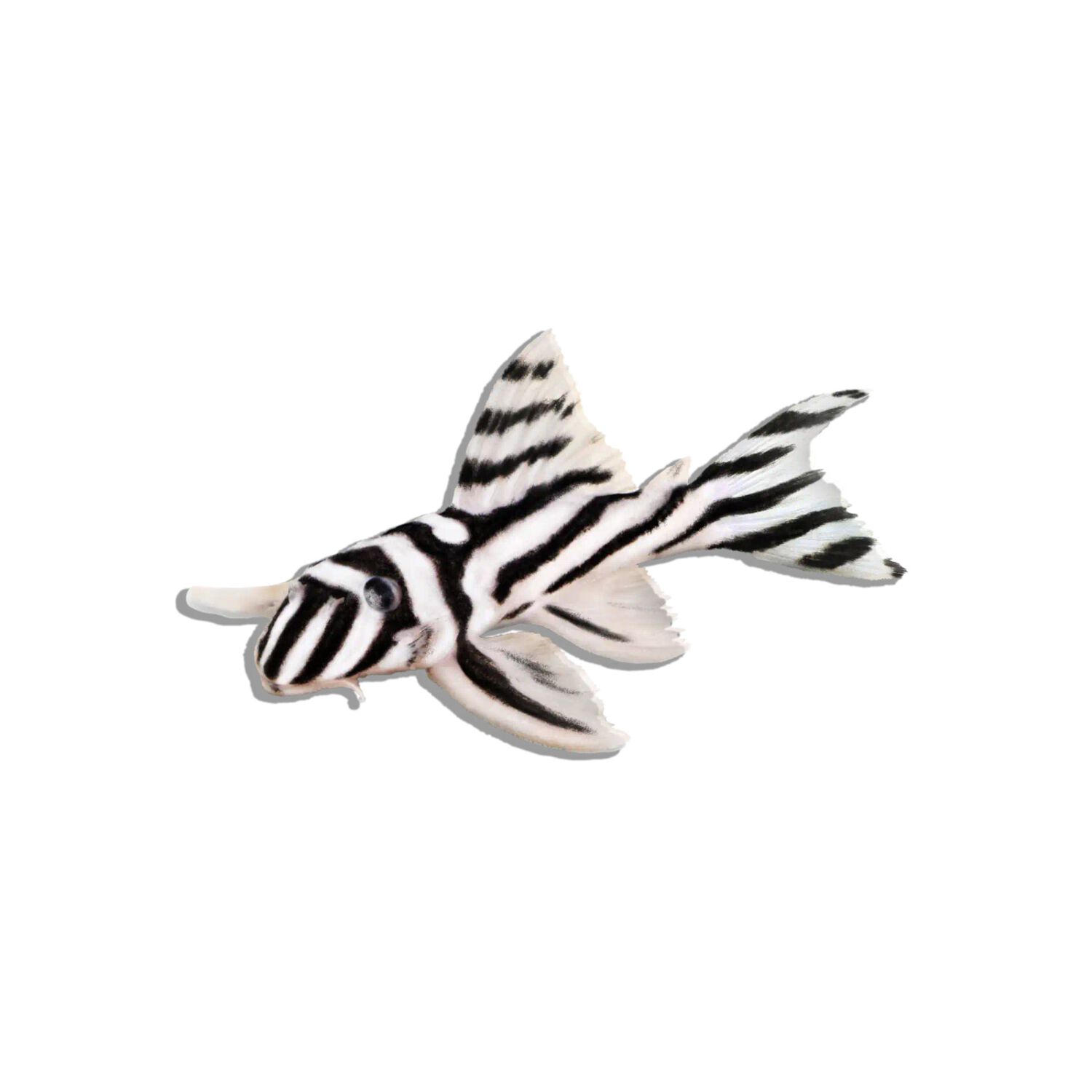 Chocolate Zebra Pleco