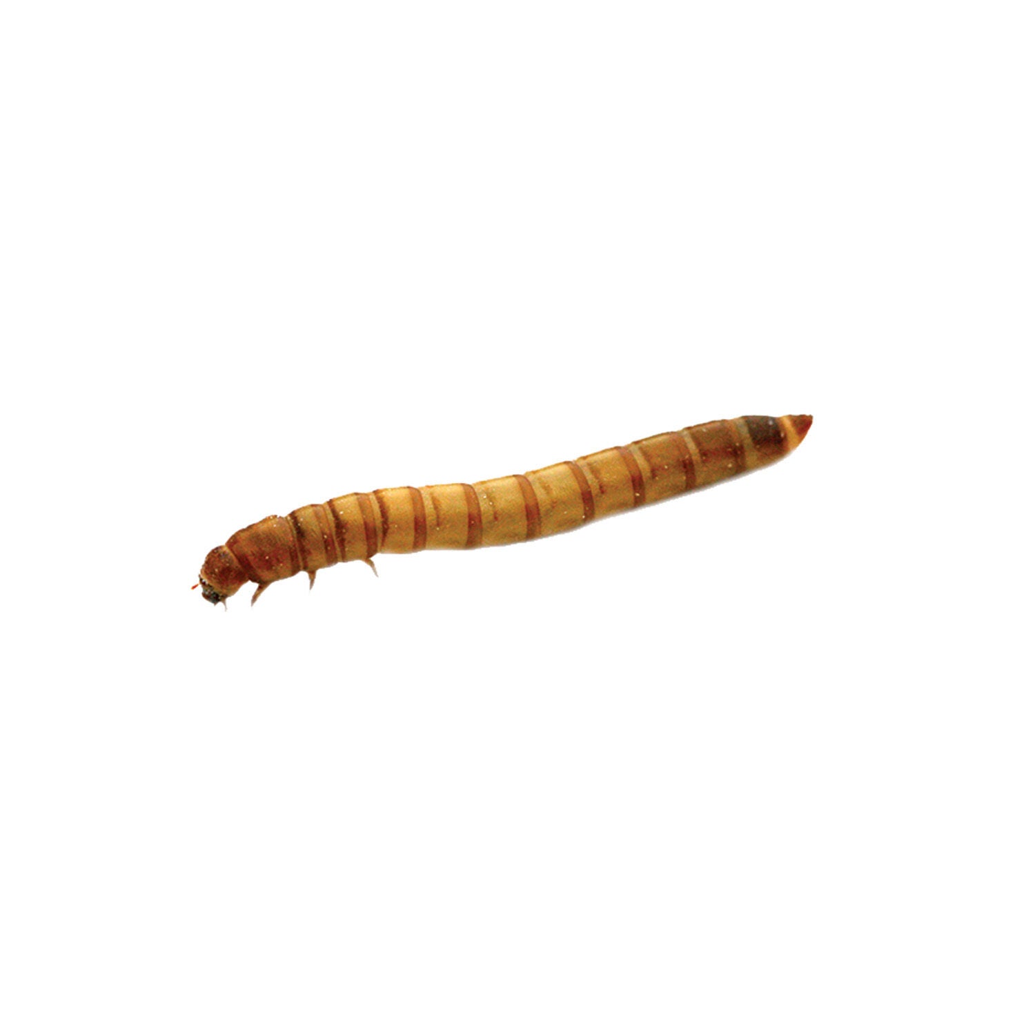 Live Mealworms