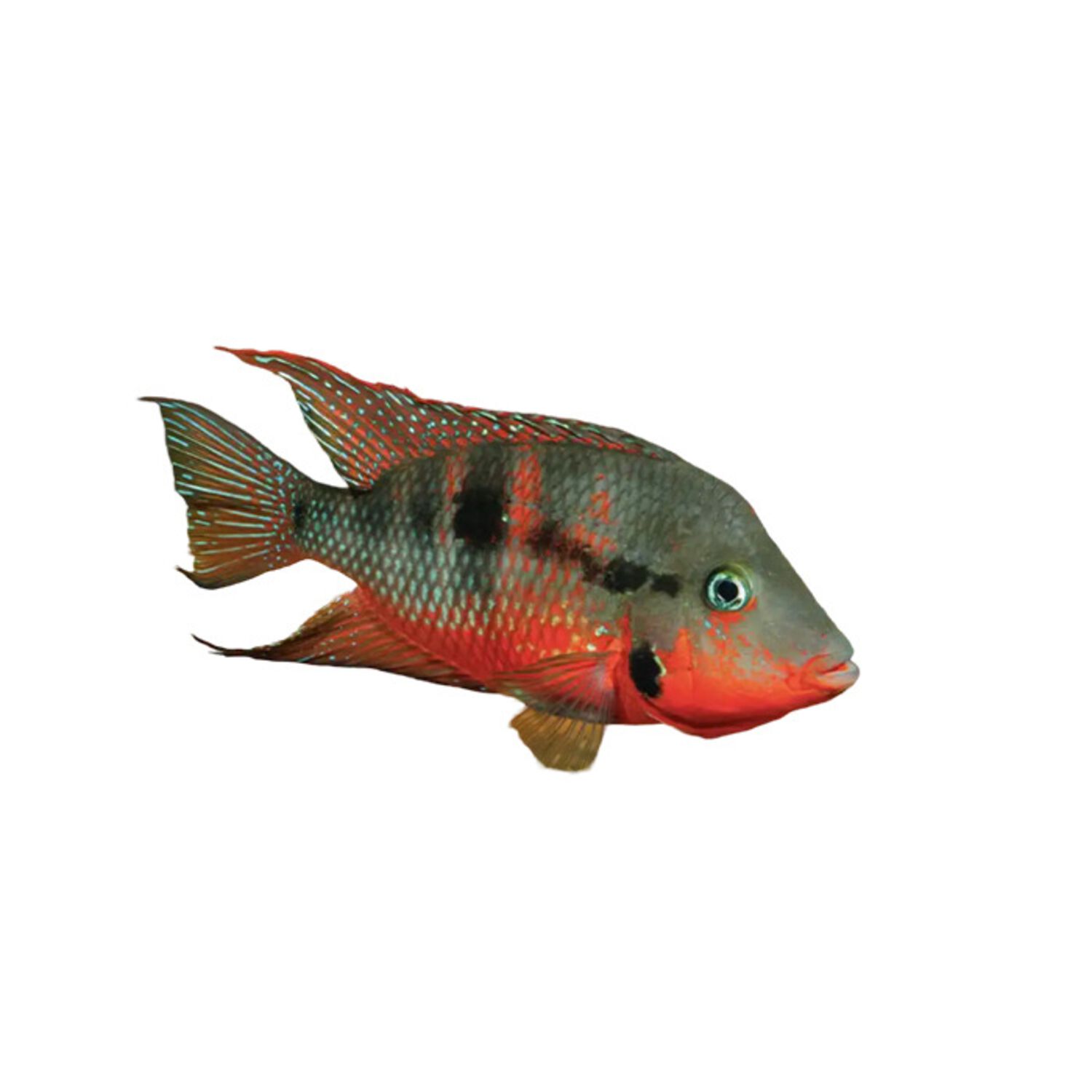 Firemouth Meeki Cichlid - Medium