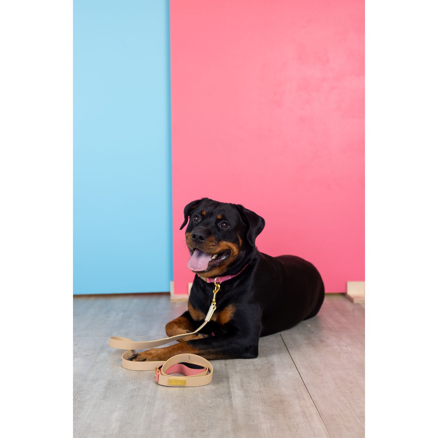 Pink Papyrus Lola Vegan Leather Dog Leash, 6 Feet Long