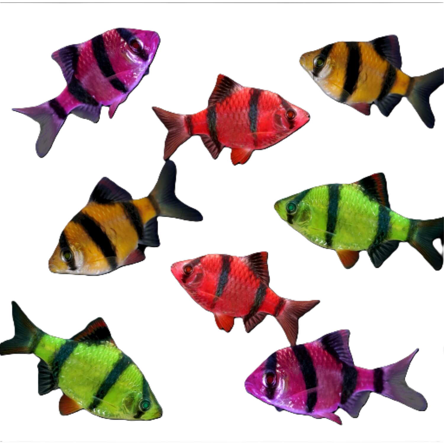 Glofish Barb