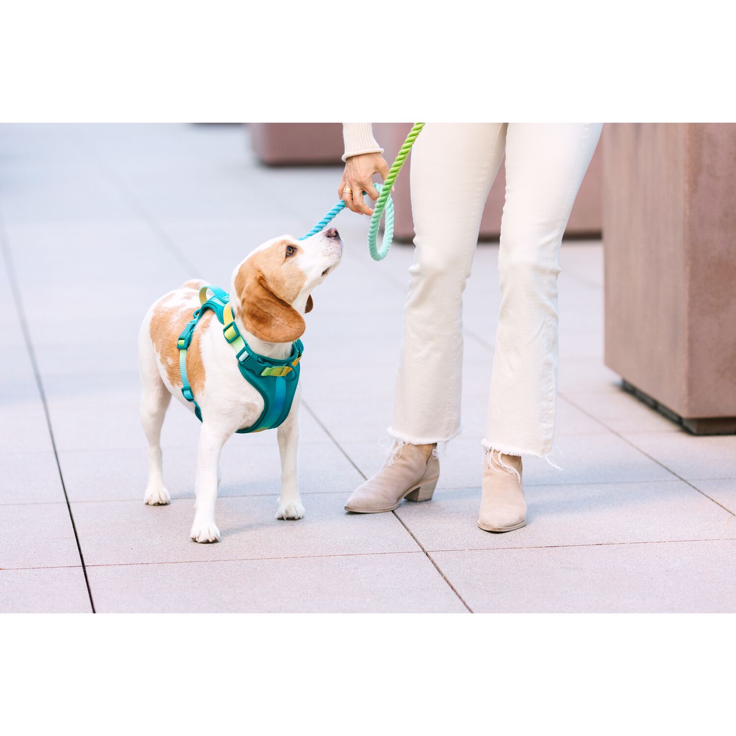 Pink Papyrus Joey Dual Clip Versitle Buckle Adjustable Dog Harness, Teal , Extra Small