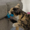Indoor Hunting Cat Food/Treat Dispenser thumbnail number 5