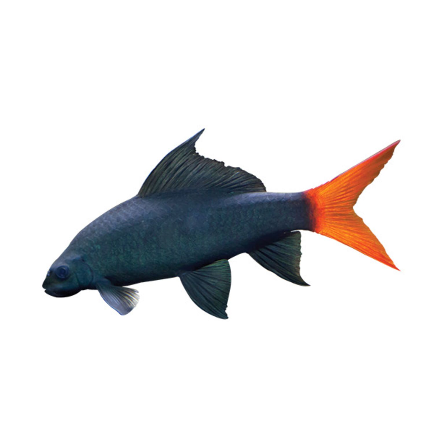Redtail Shark - Regular