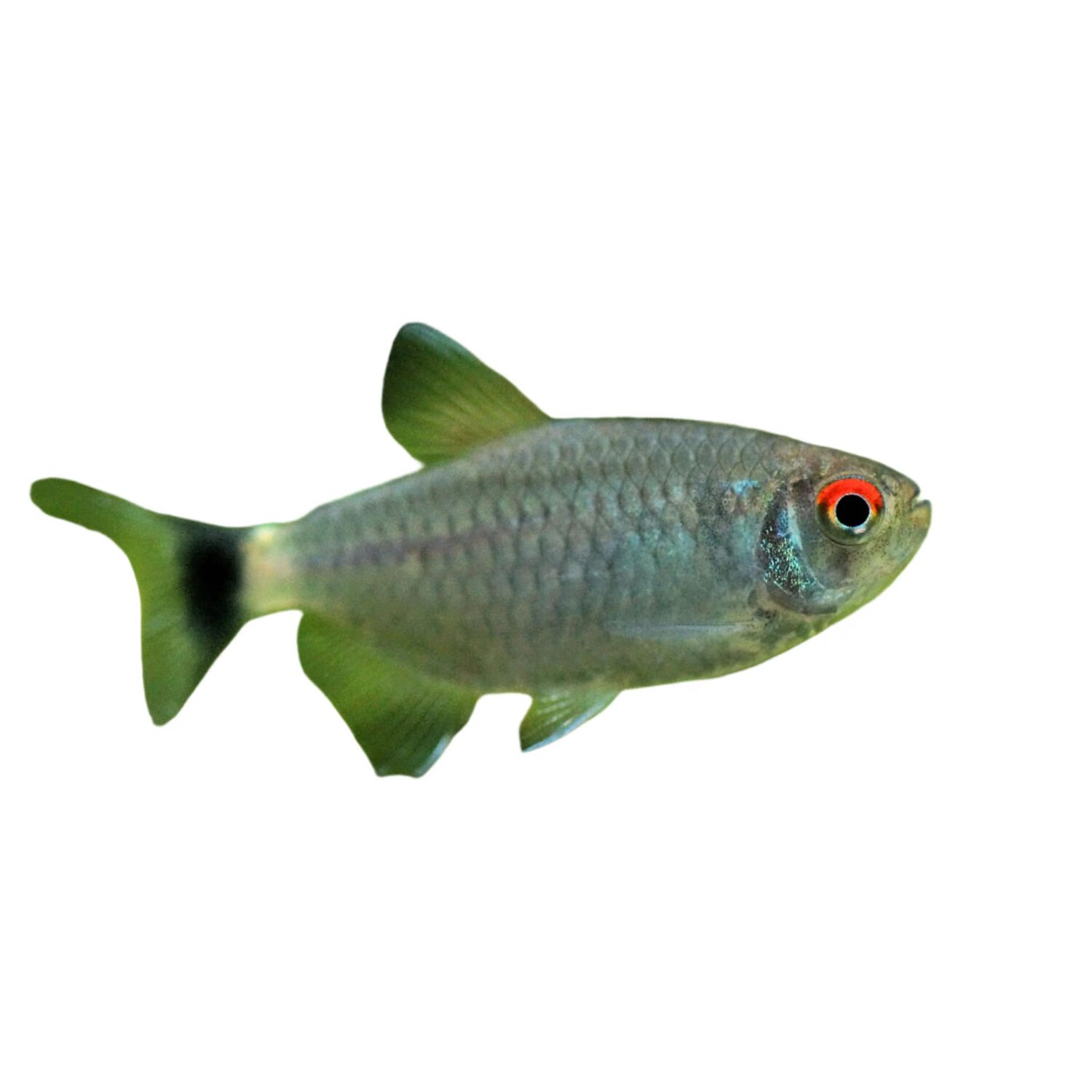 Red Eye Tetra - Regular