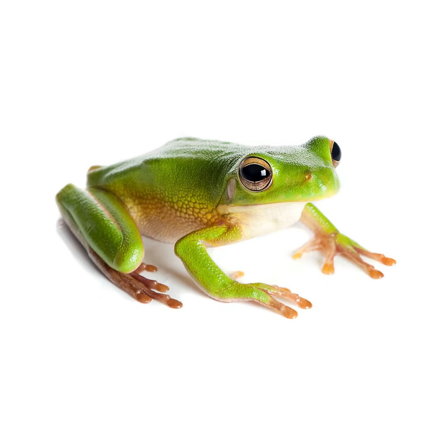 Green Tree Frog