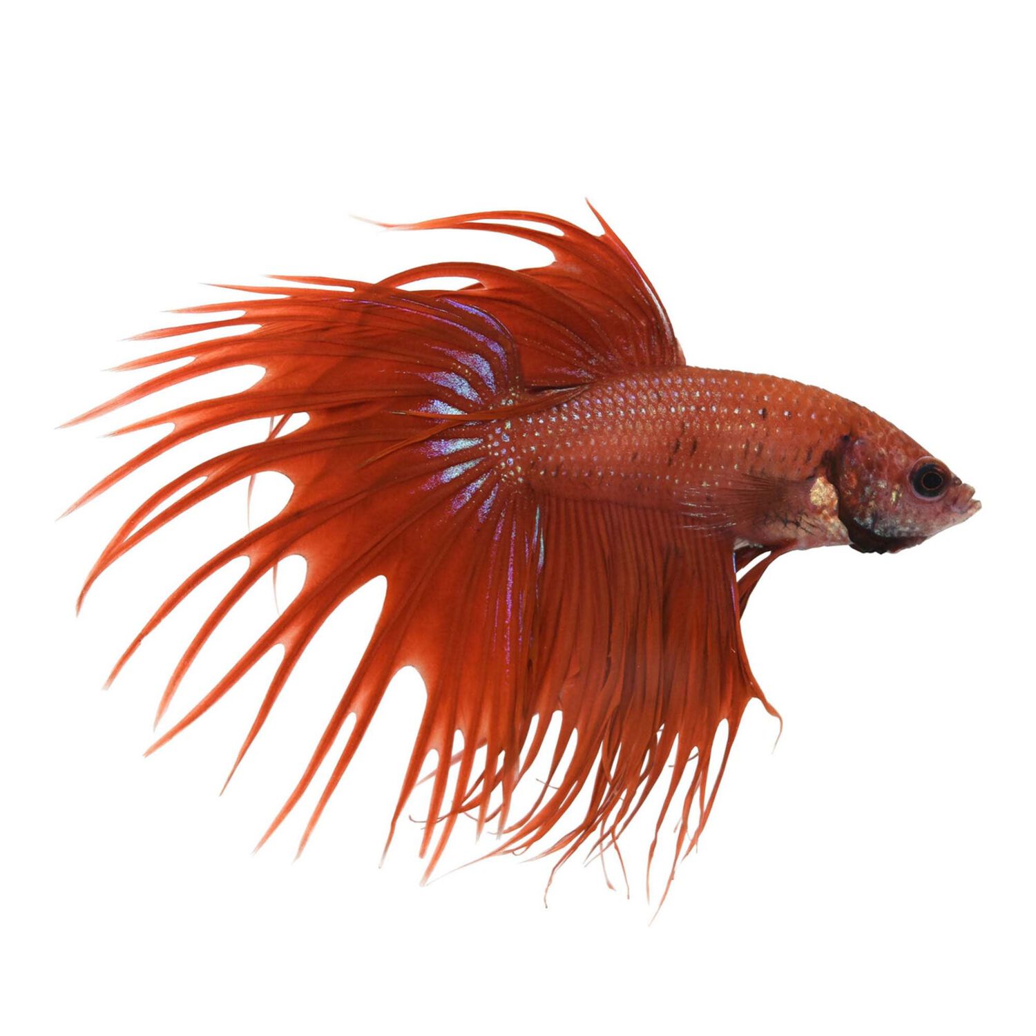 Crowntail Dragonscale
