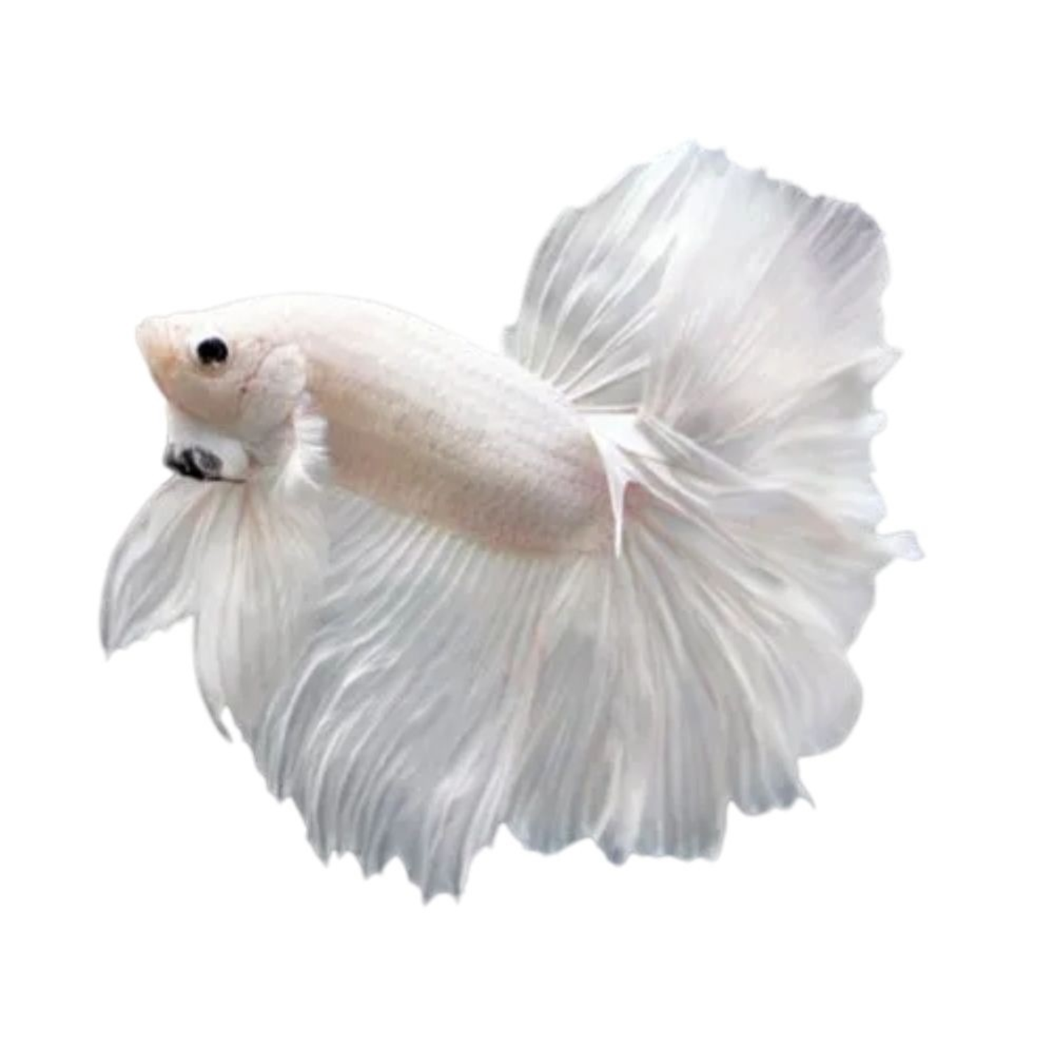 Twintail Halfmoon Betta Fema