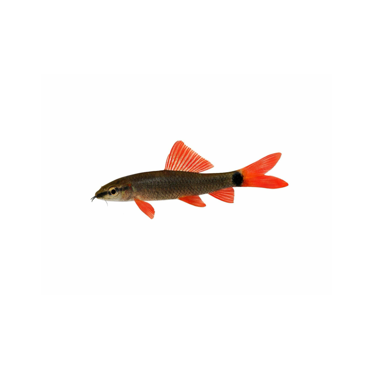 Rainbow Shark - Regular