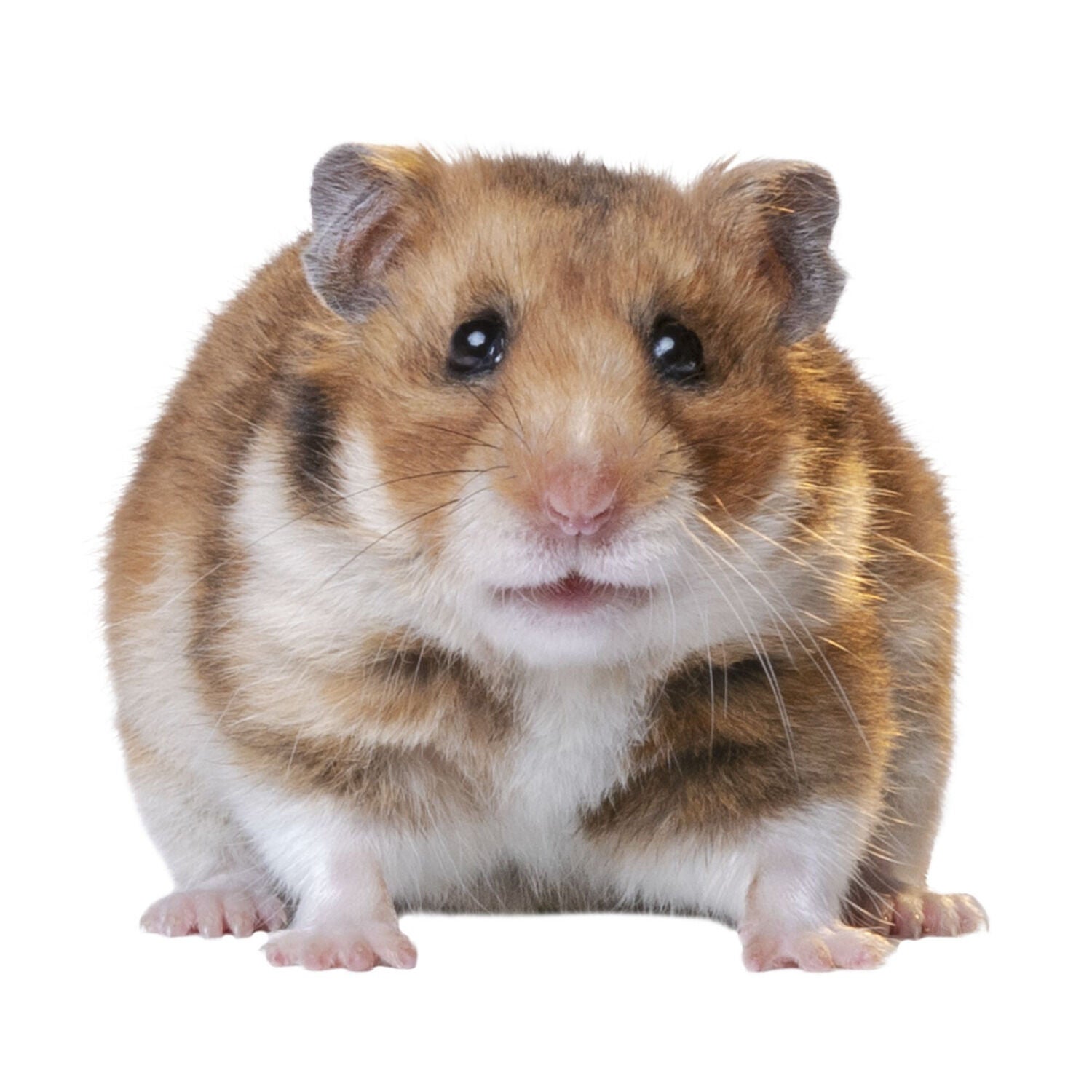 Premium Fancy Hamster