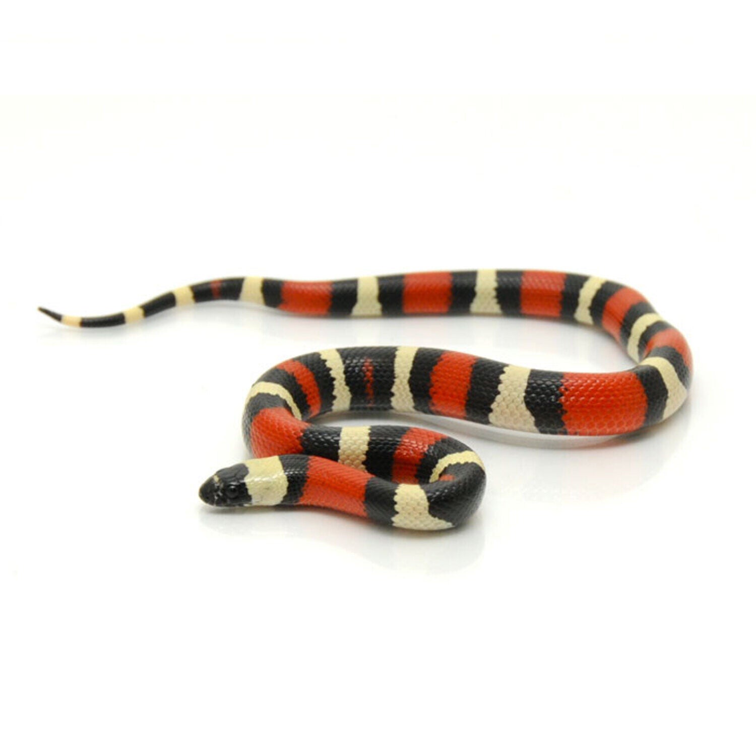 Assorted Milksnake