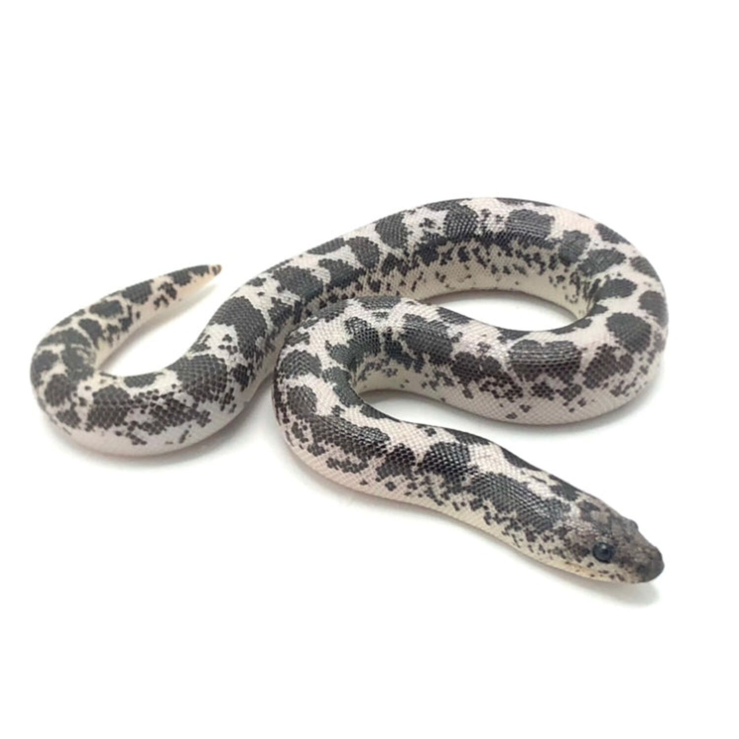 Anery Kenyan Sand Boa