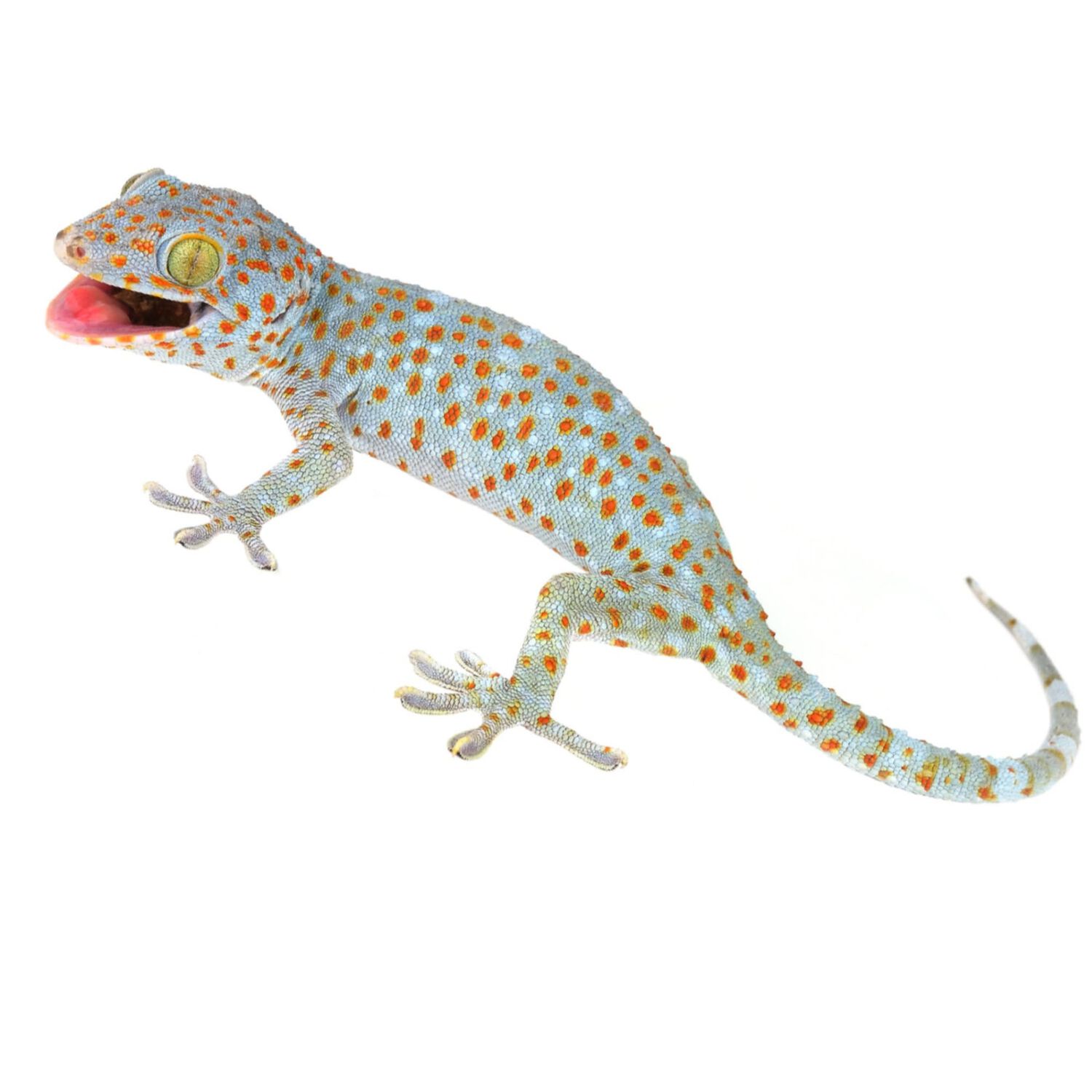 Tokay Gecko