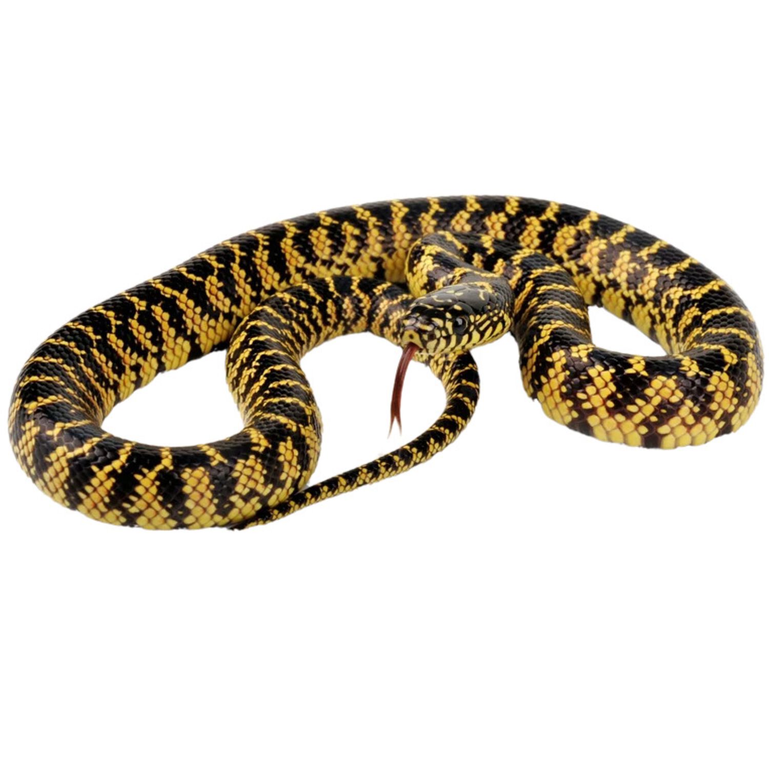 Brooksi Kingsnake