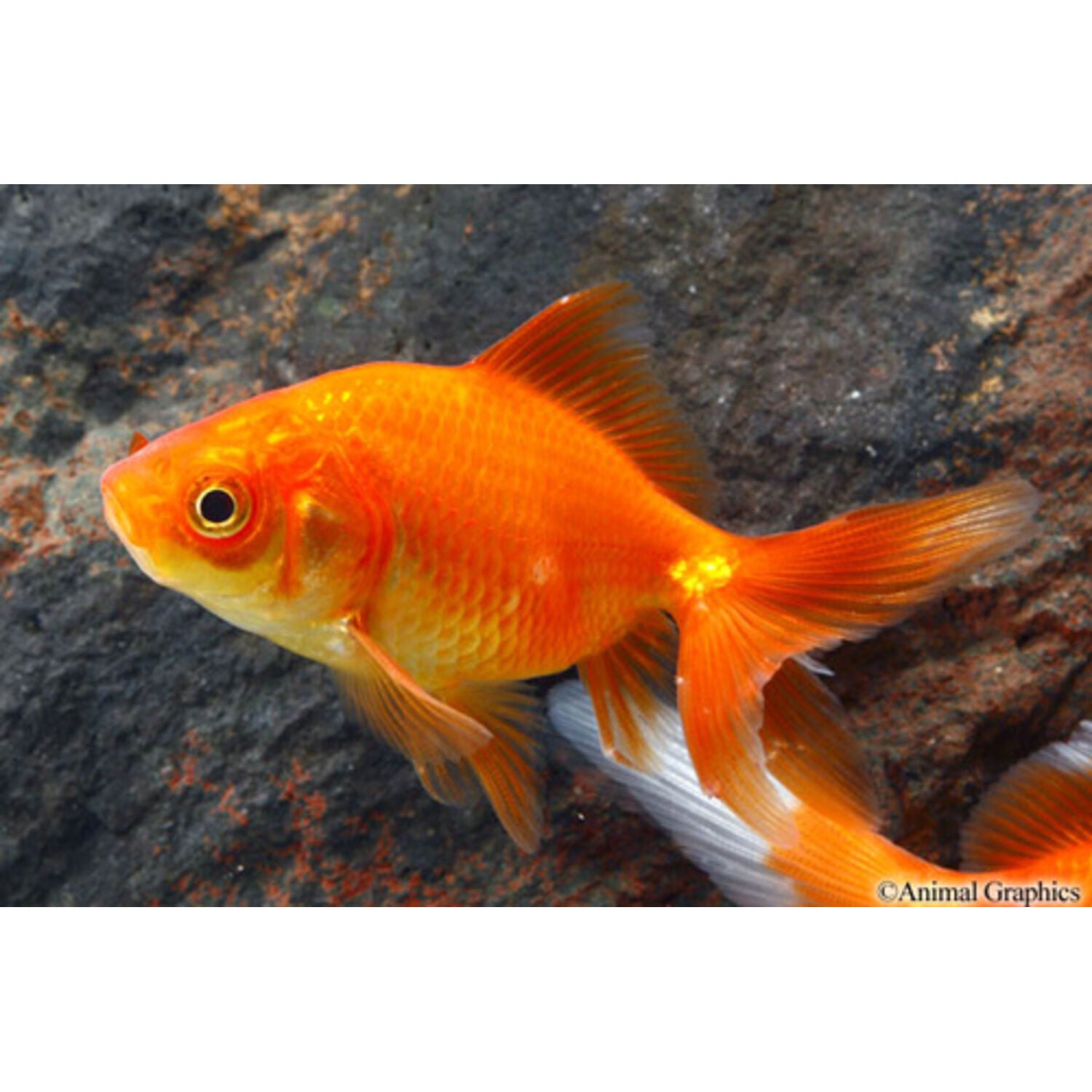 Red Fantail Goldfish Medium/Small