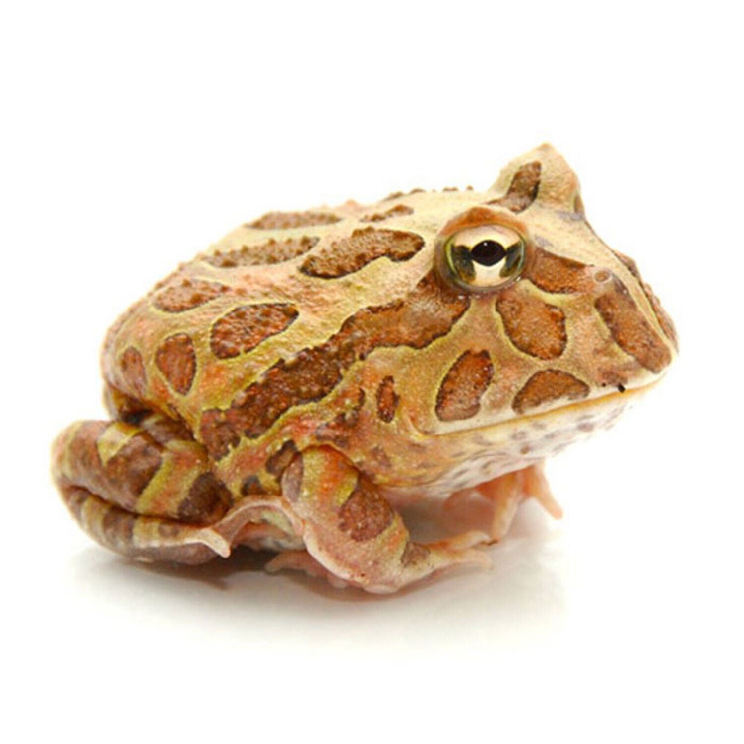 Chocolate Pacman Frog