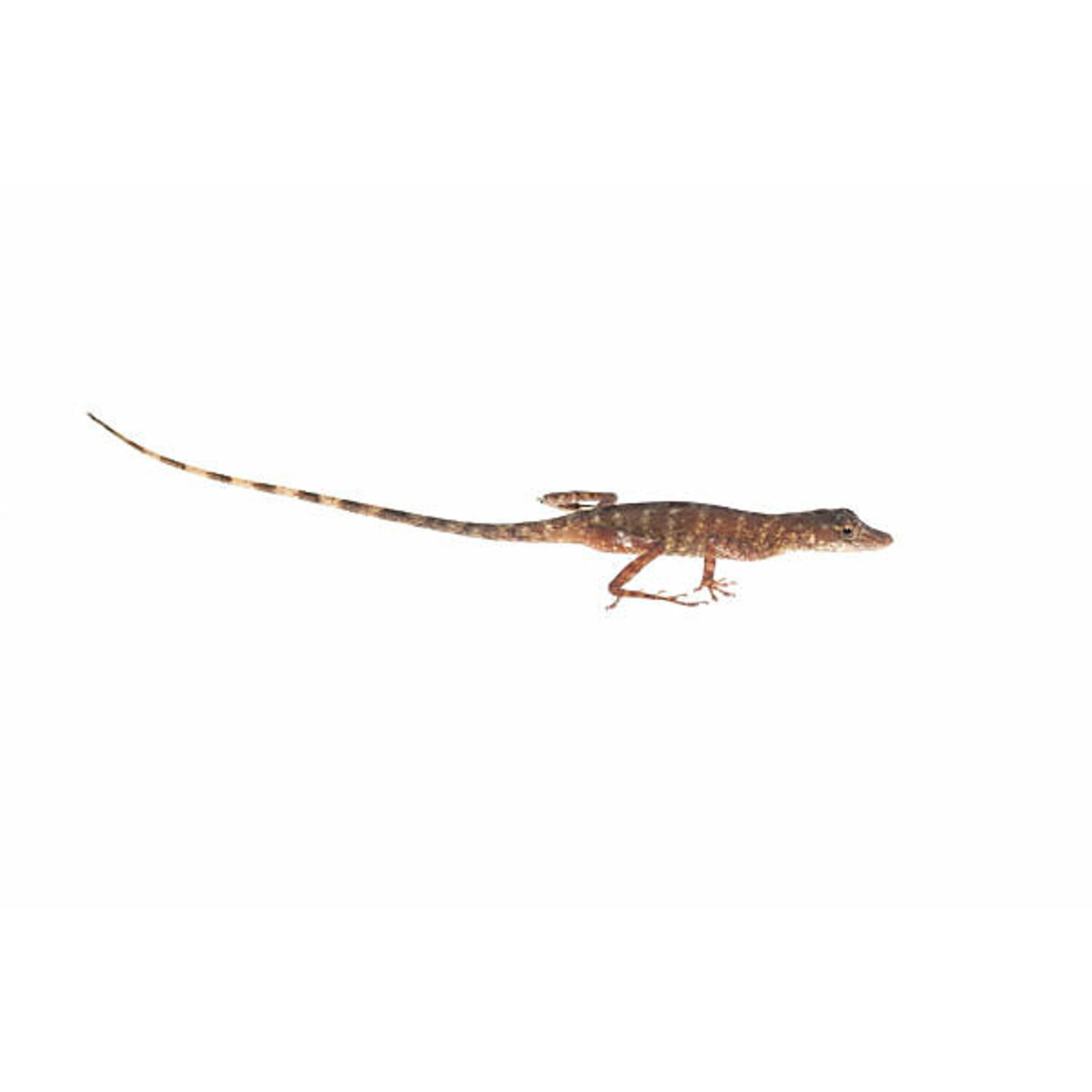 Brown Anole