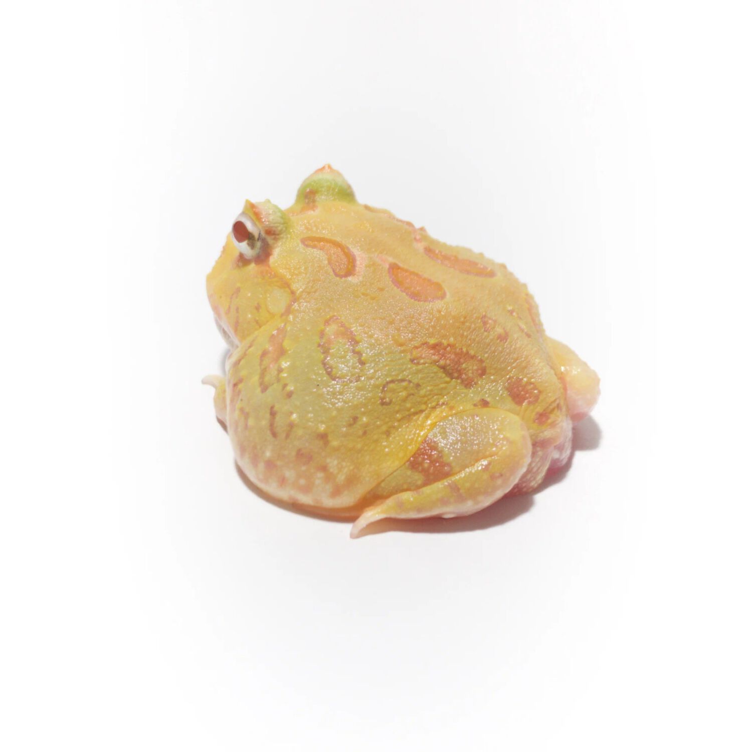 Albino Pacman Frog