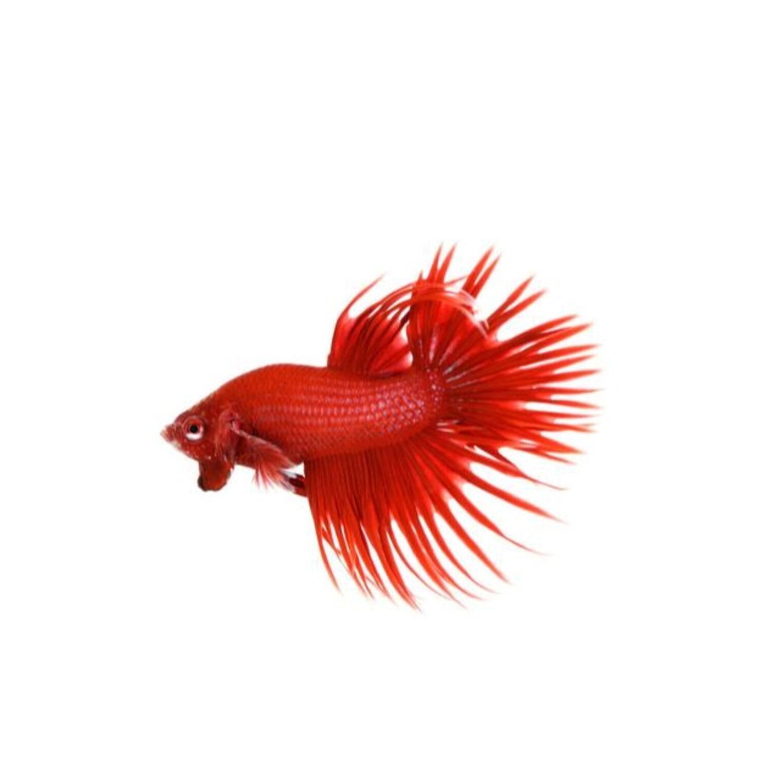 Red Dragon Roundtail Guppy, Live Freshwater Fish