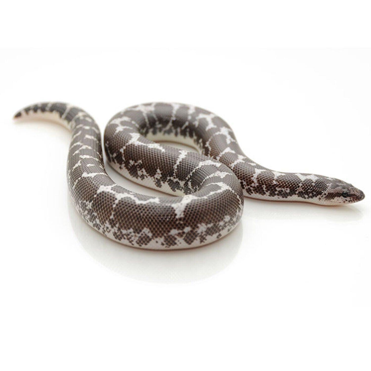 Anery Kenyan Sand Boa