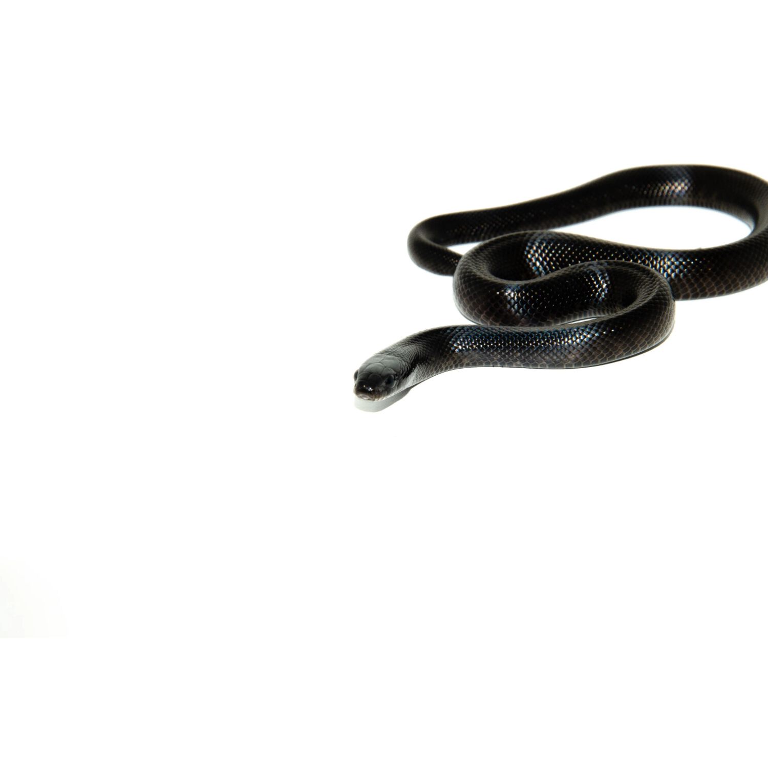 Mexican Black King Snake