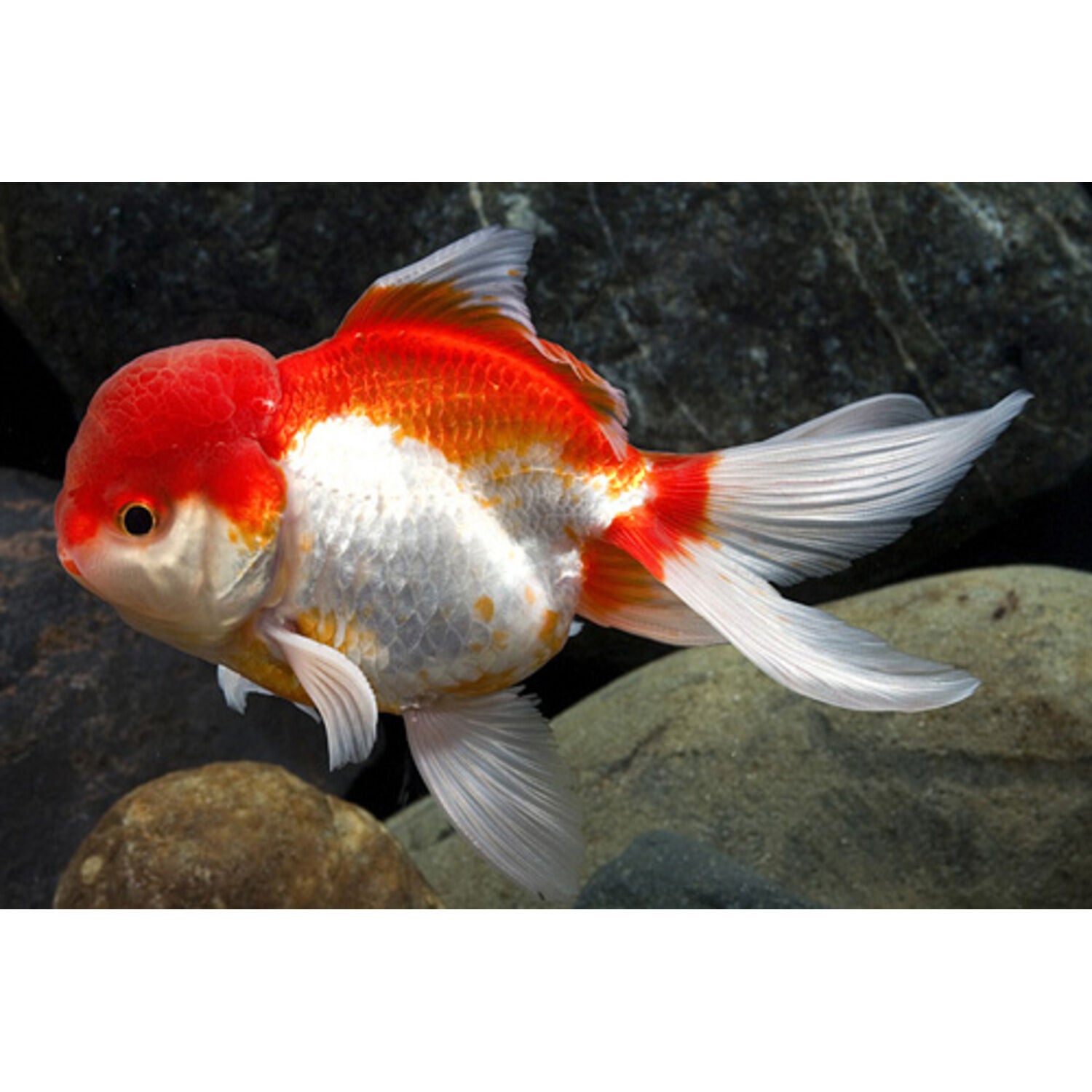 Red & White Oranda Goldfish Medium