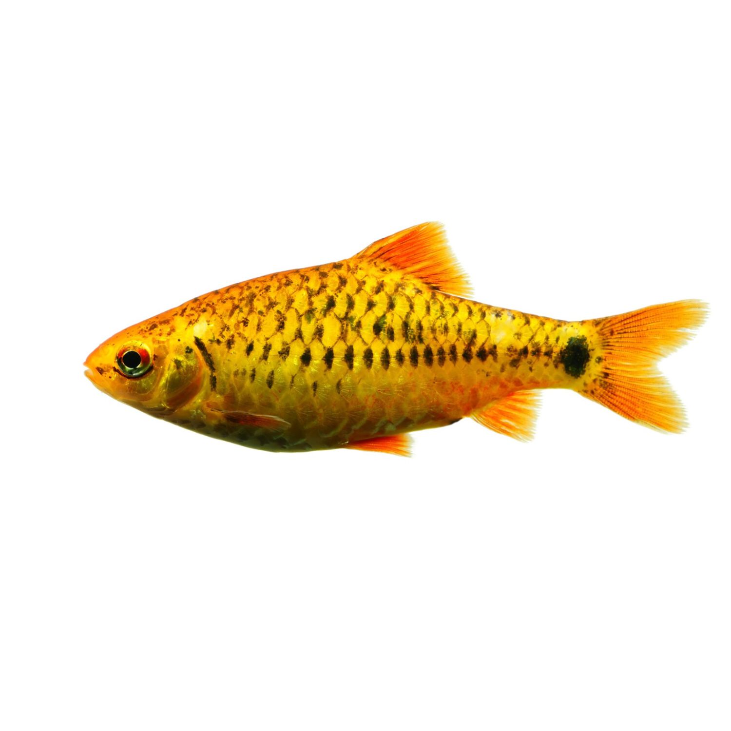 Gold Barb - Regular