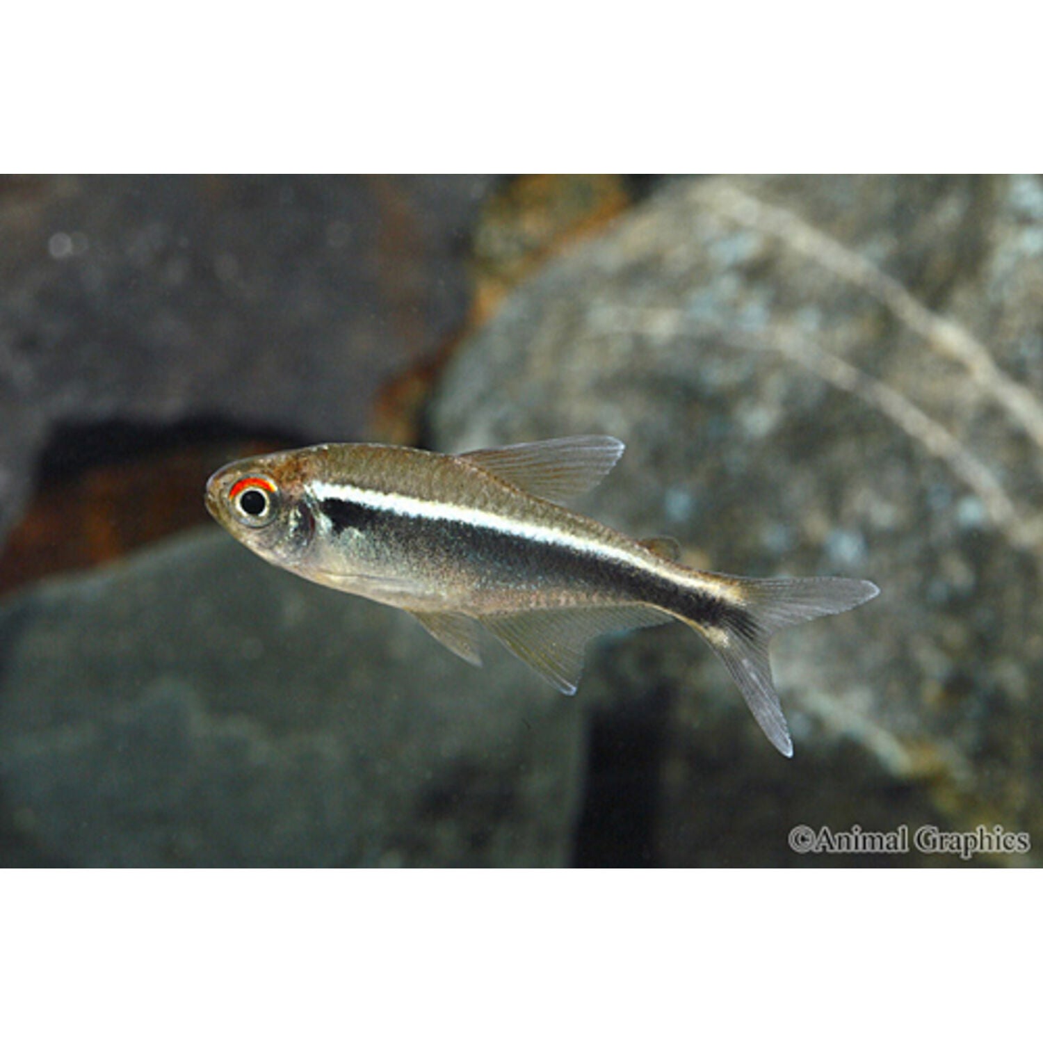 Black Neon Tetra Regular