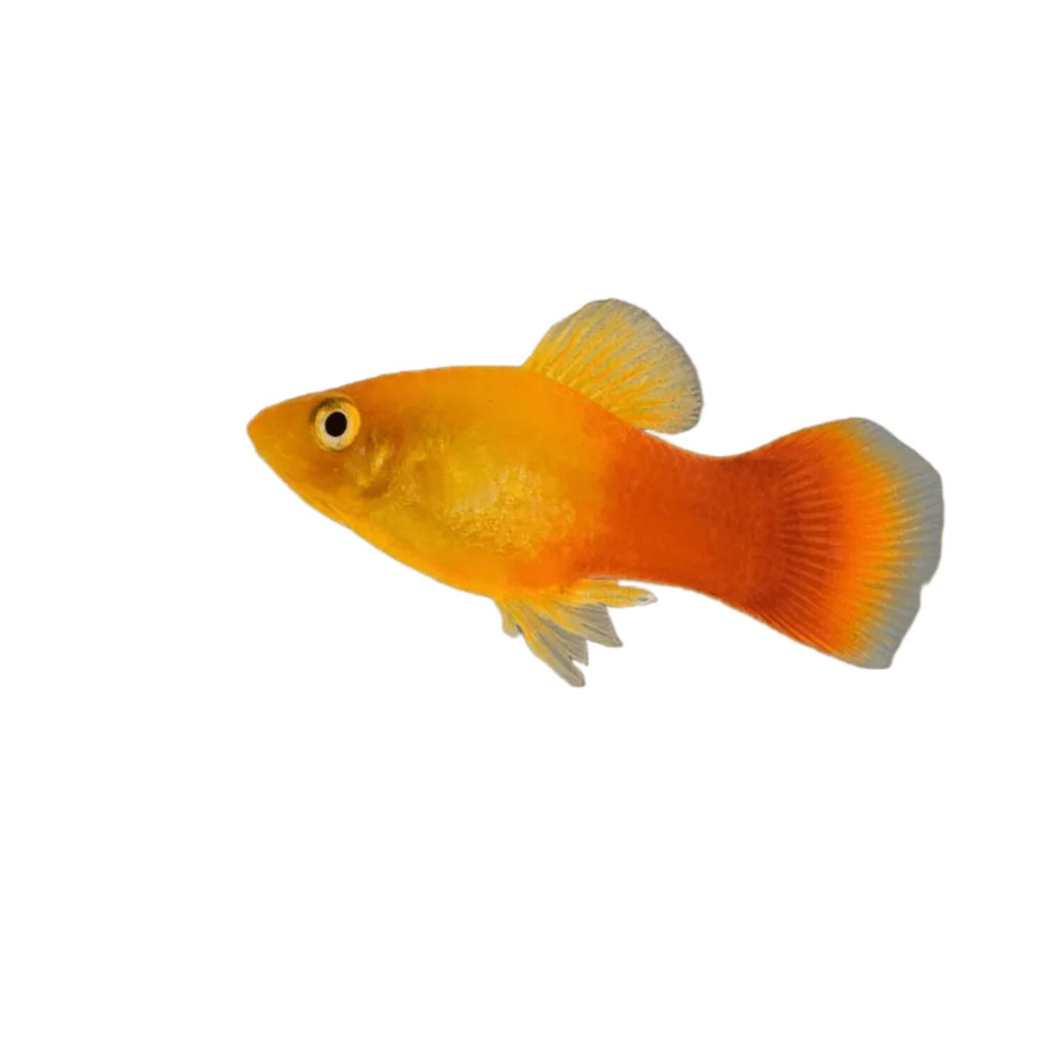 Sunburst Platy - Medium