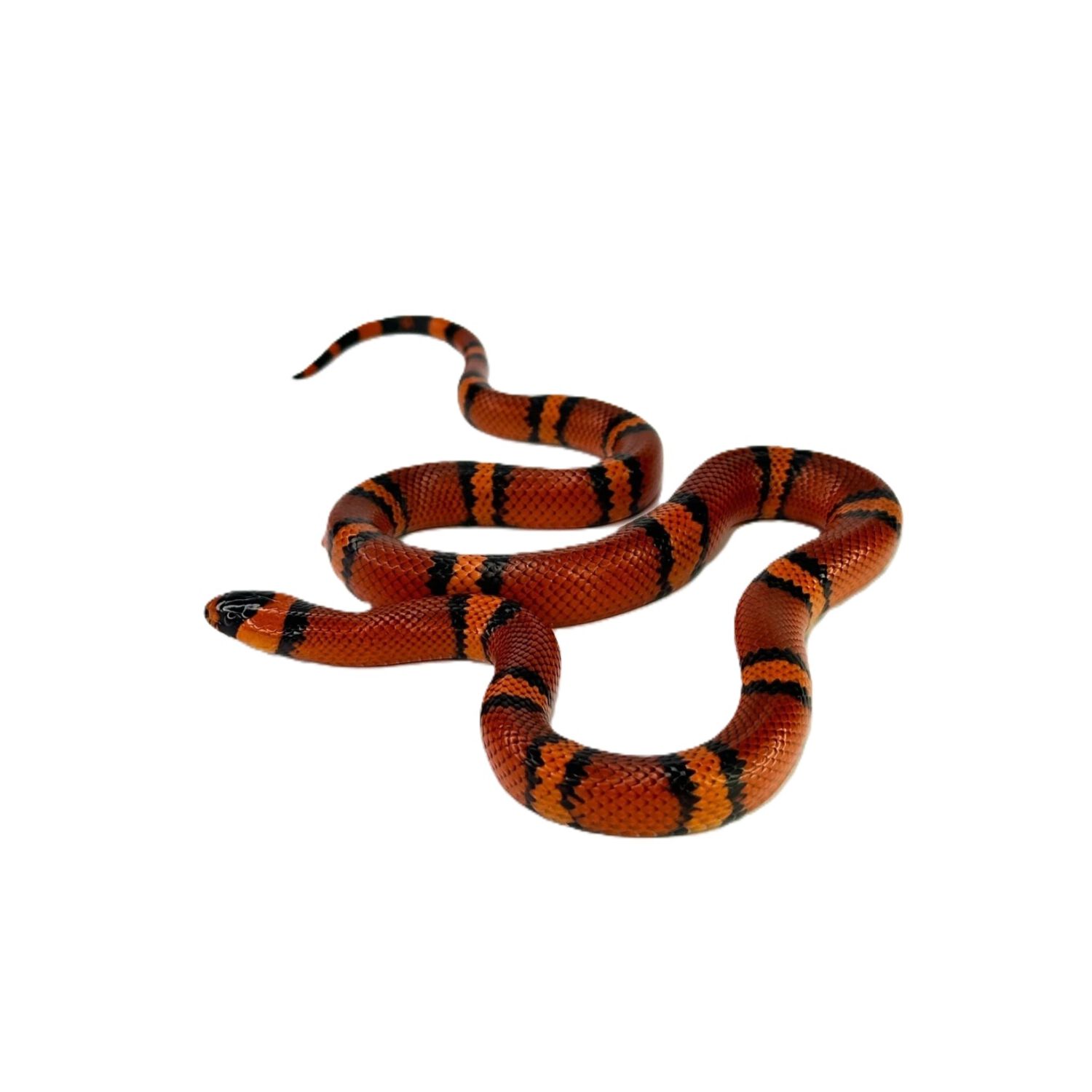 Tangerine Honduran Milksnake