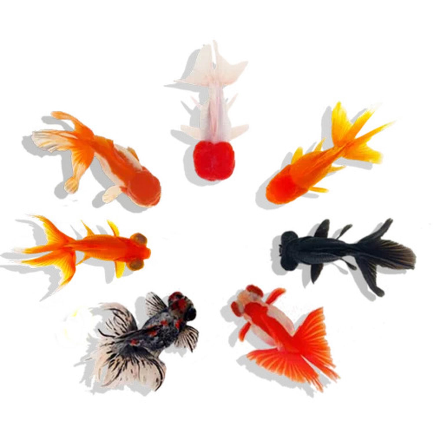 Assorted Fantail Goldfish - Regular