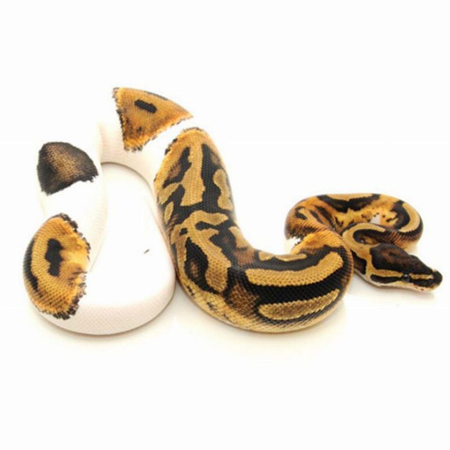 Assorted Piebald Ball Python