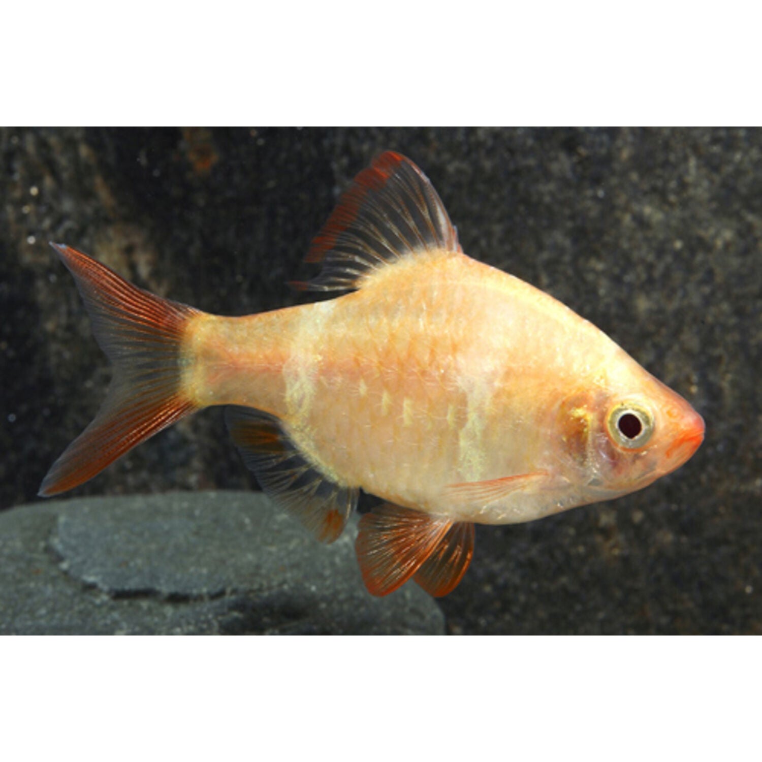 Albino Tiger Barb Regular