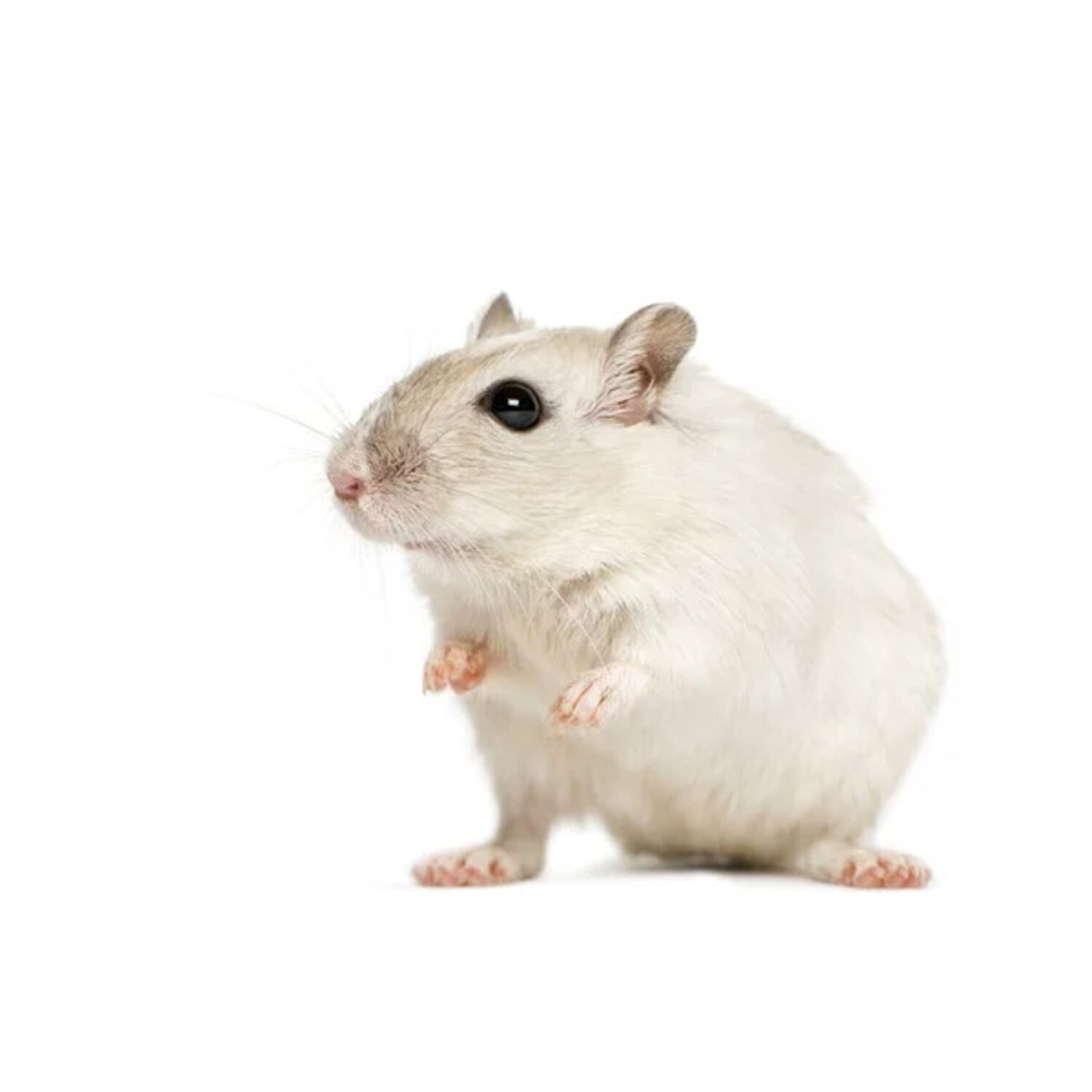 Fancy Premium Hamster
