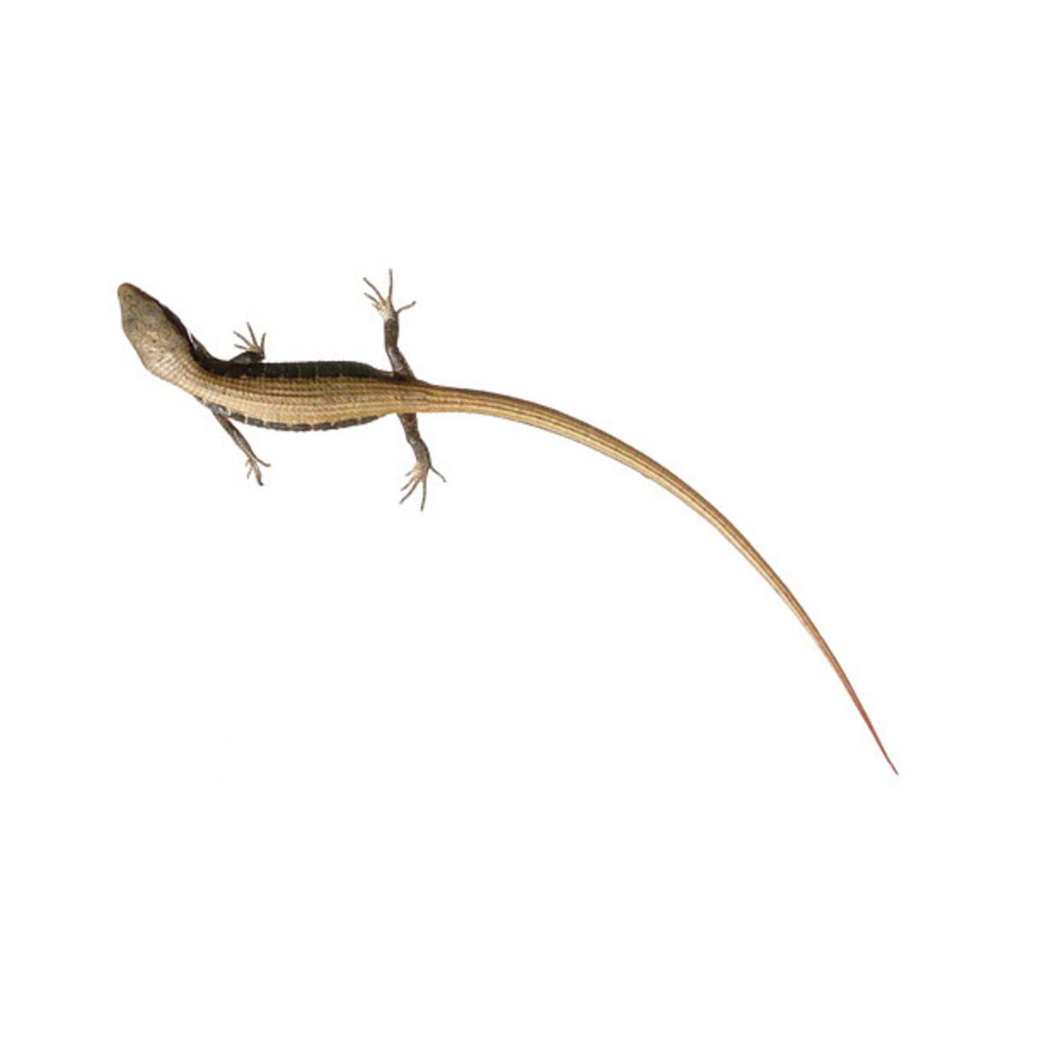 Long Tail Lizard