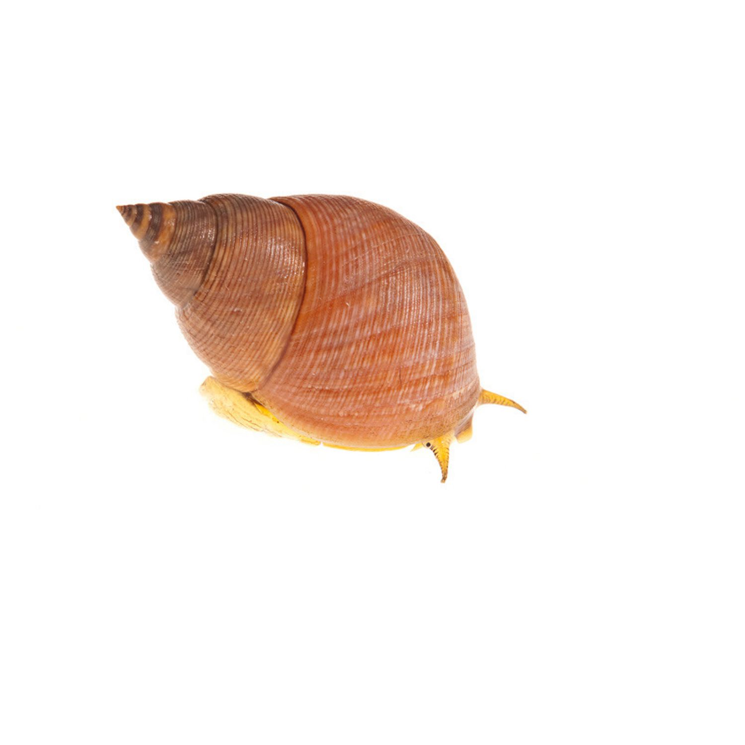 Hermit Crab Shell Fancy Medium