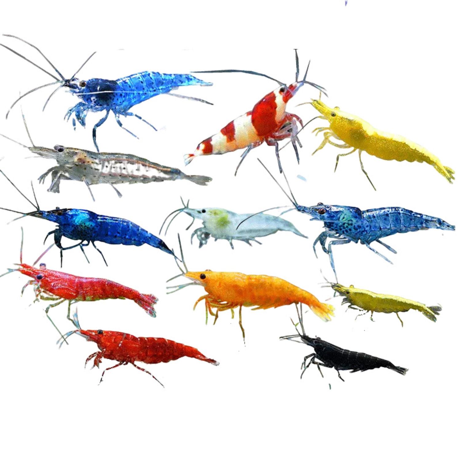 Assorted Neocaridina Shrimp