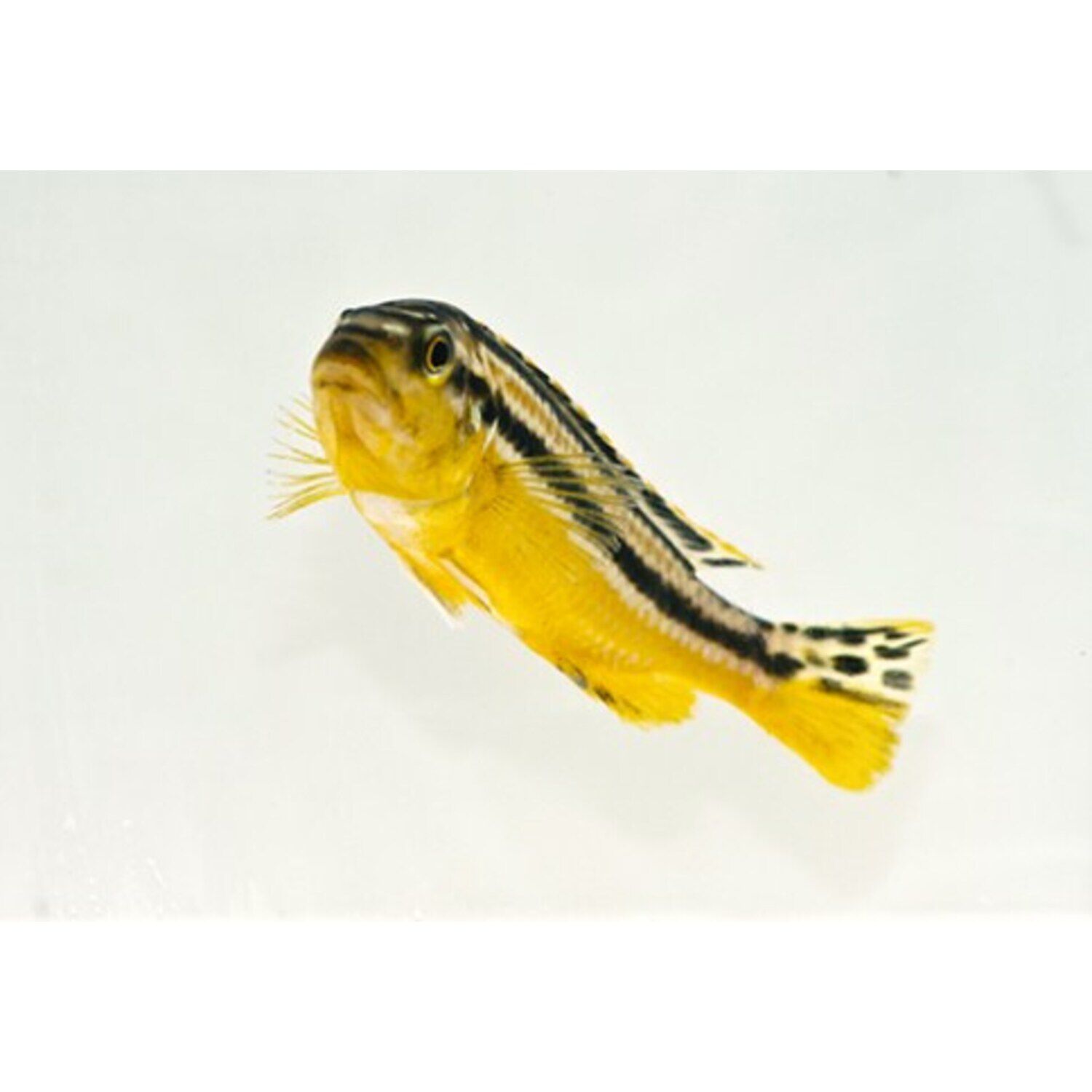 Auratus Cichlid Regular