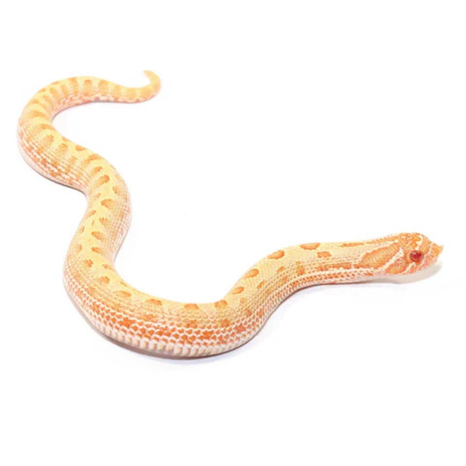 Albino Western Hognose Snake