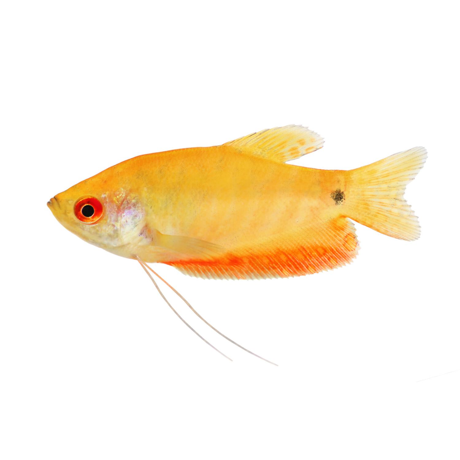 Gold Gourami - Regular