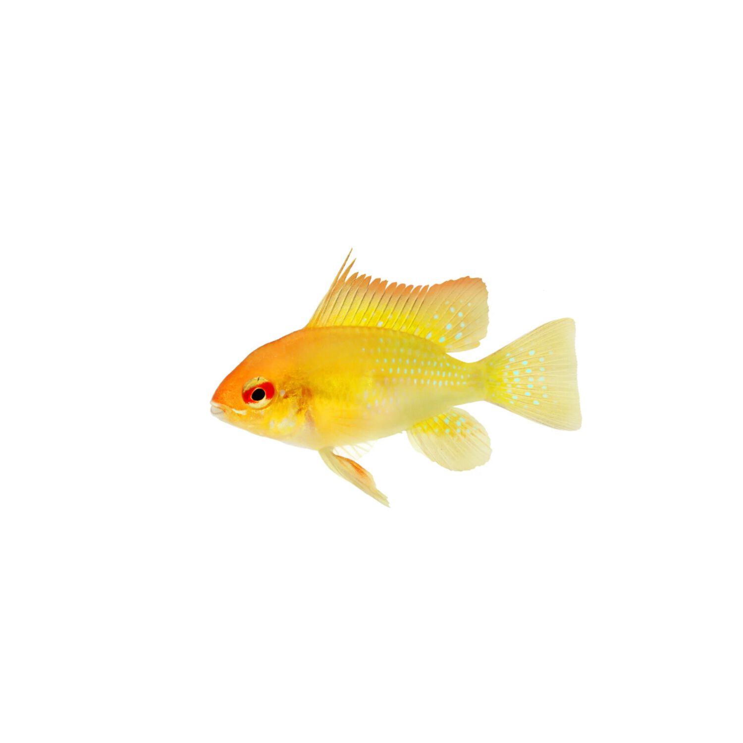 Gold Ram Cichlid - Regular