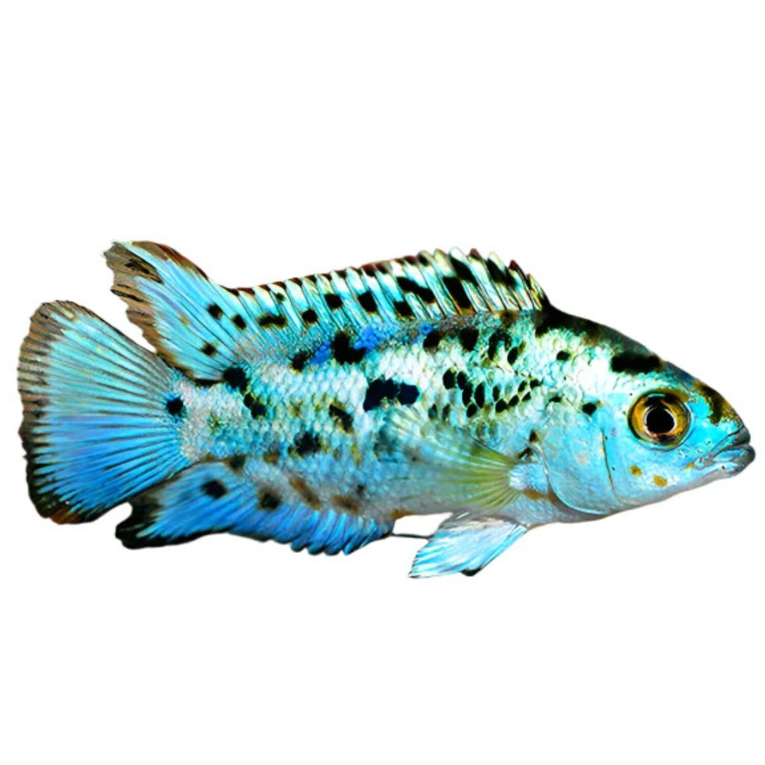 Jack Dempsey Cichlid - Regular